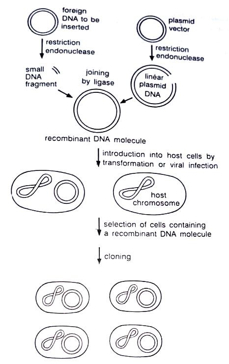 The Basic gene cloning procedure